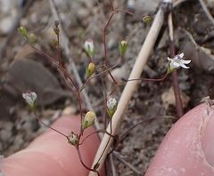 Nemacladus parikhiae