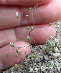 Nemacladus parikhiae