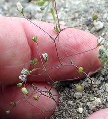 Nemacladus parikhiae