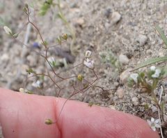 Nemacladus parikhiae