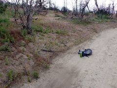 Nemacladus parikhiae