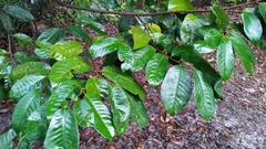 Myristica insipida