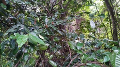 Myristica insipida