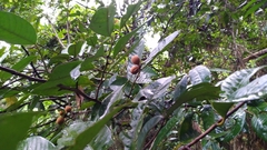 Myristica insipida