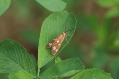 Dysauxes punctata