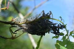 Yponomeuta evonymella