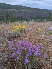 Penstemon fruticosus