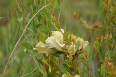 Exobasidium ferrugineae