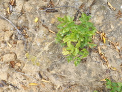 Tauschia arguta