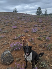 Penstemon fruticosus