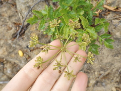 Tauschia arguta