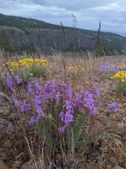 Penstemon fruticosus