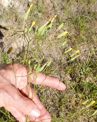 Crepis pulchra