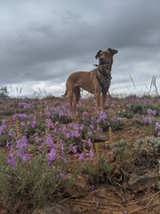 Penstemon fruticosus