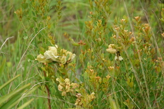 Exobasidium ferrugineae