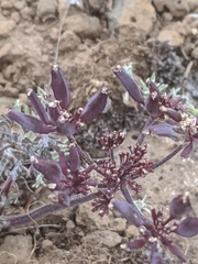 Lomatium macrocarpum