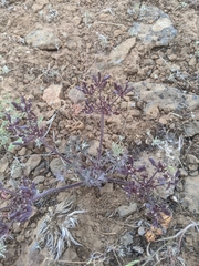 Lomatium macrocarpum