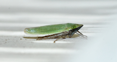 Draeculacephala bradleyi
