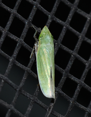 Draeculacephala bradleyi