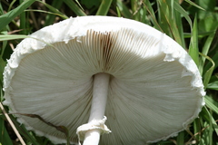 Macrolepiota dolichaula