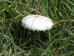 Macrolepiota dolichaula