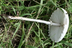 Macrolepiota dolichaula