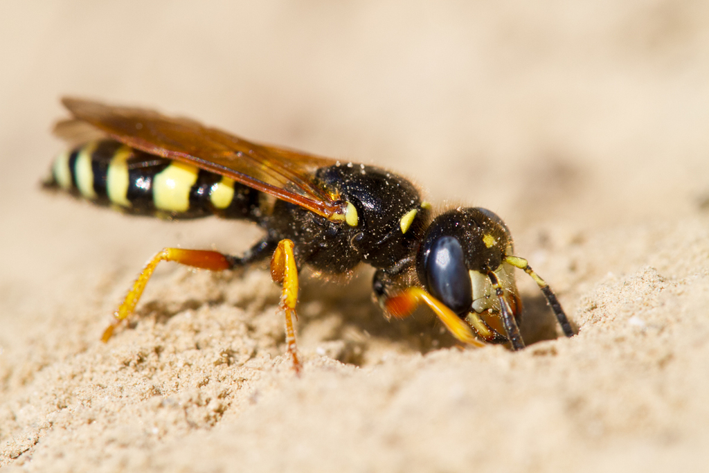 Philanthinae