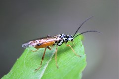 Aglaostigma semiluteum