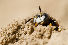 Philanthus coronatus