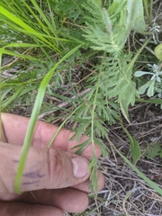 Geum triflorum