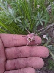 Geum triflorum