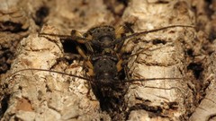 Tylonotus bimaculatus