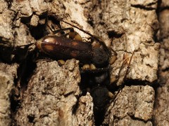 Tylonotus bimaculatus