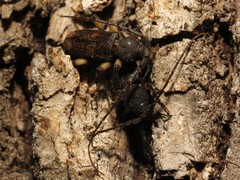 Tylonotus bimaculatus