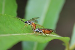 Aglaostigma semiluteum