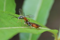 Aglaostigma semiluteum