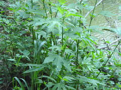 Ambrosia trifida trifida