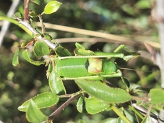 Barbitistes fischeri