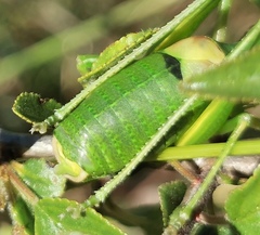 Barbitistes fischeri