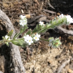 Plagiobothrys tenellus