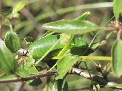 Barbitistes fischeri