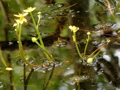 Ranunculus flabellaris