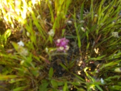 Castilleja densiflora densiflora