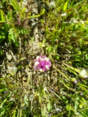 Castilleja densiflora densiflora