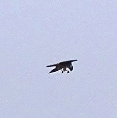 Falco peregrinus brookei