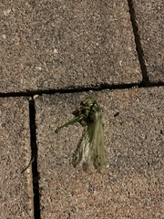 Tettigonia viridissima