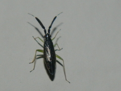 Heterotoma planicornis
