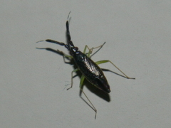 Heterotoma planicornis