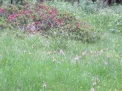 Dactylorhiza maculata