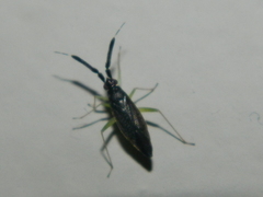 Heterotoma planicornis